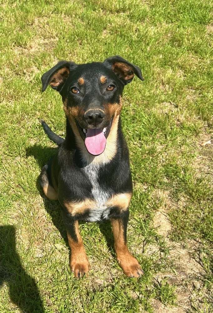 Scooter - S litter of 3
