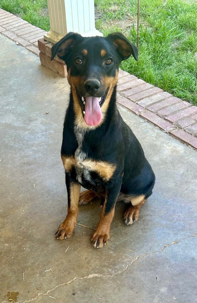 Scooter - S litter of 3
