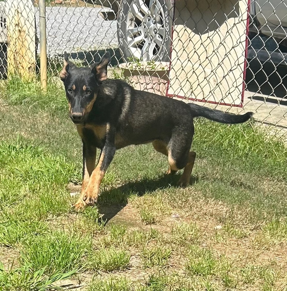 Scooter - S litter of 3