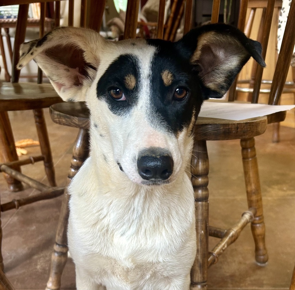 Skylar - S litter of 3