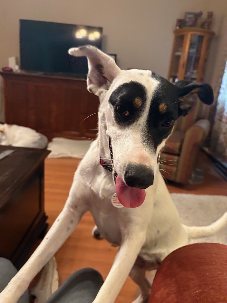 Skylar - S litter of 3