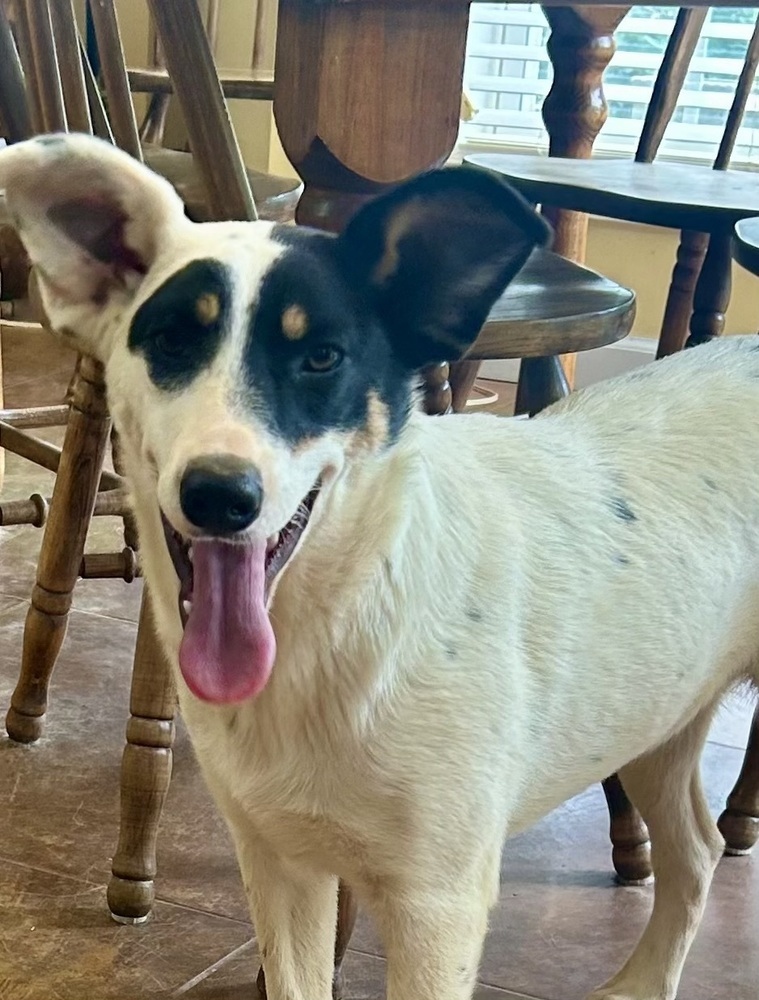 Skylar - S litter of 3