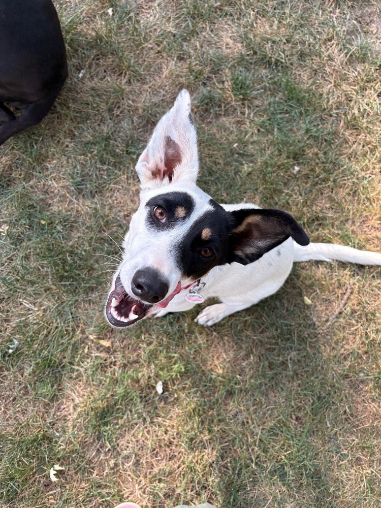 Skylar - S litter of 3