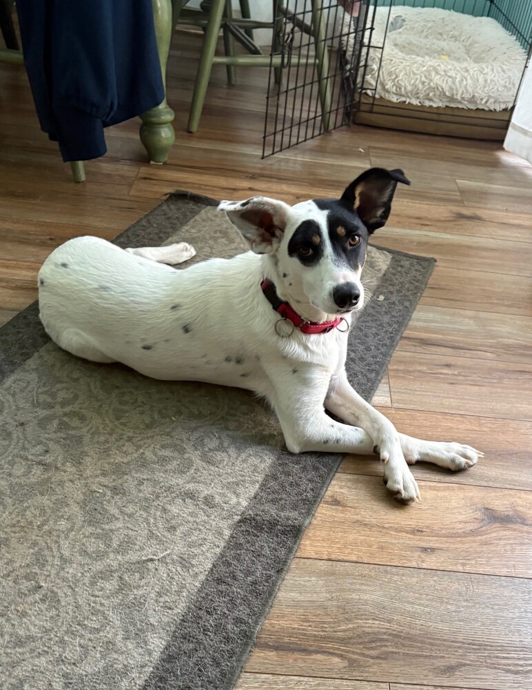 Skylar - S litter of 3