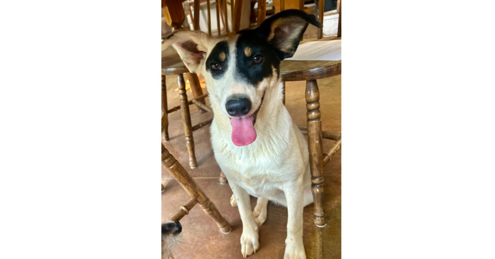 Skylar - S litter of 3