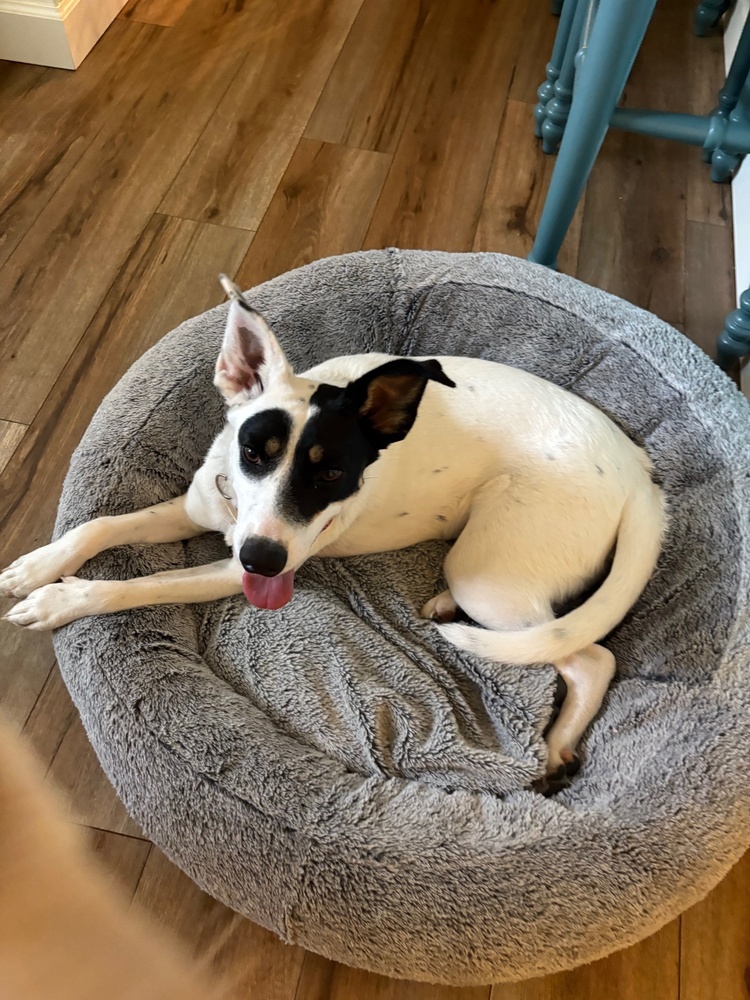 Skylar - S litter of 3