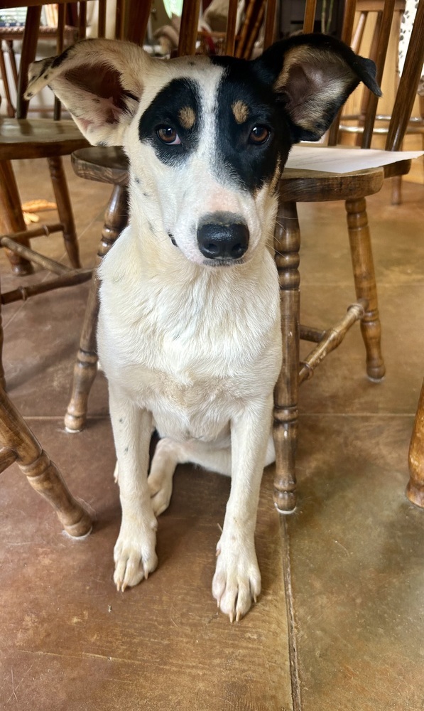 Skylar - S litter of 3