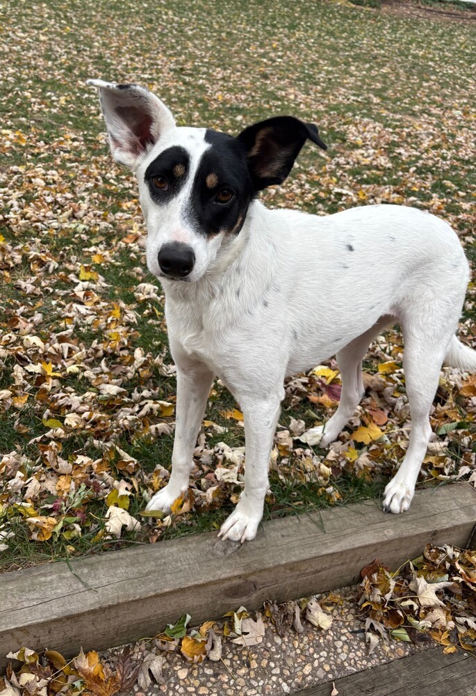 Skylar - S litter of 3