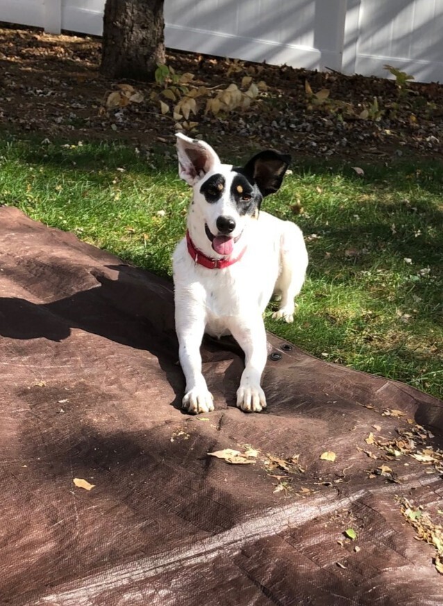 Skylar - S litter of 3