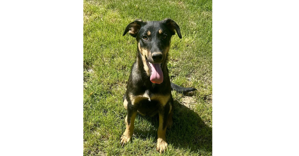 Sansa - S litter of 3