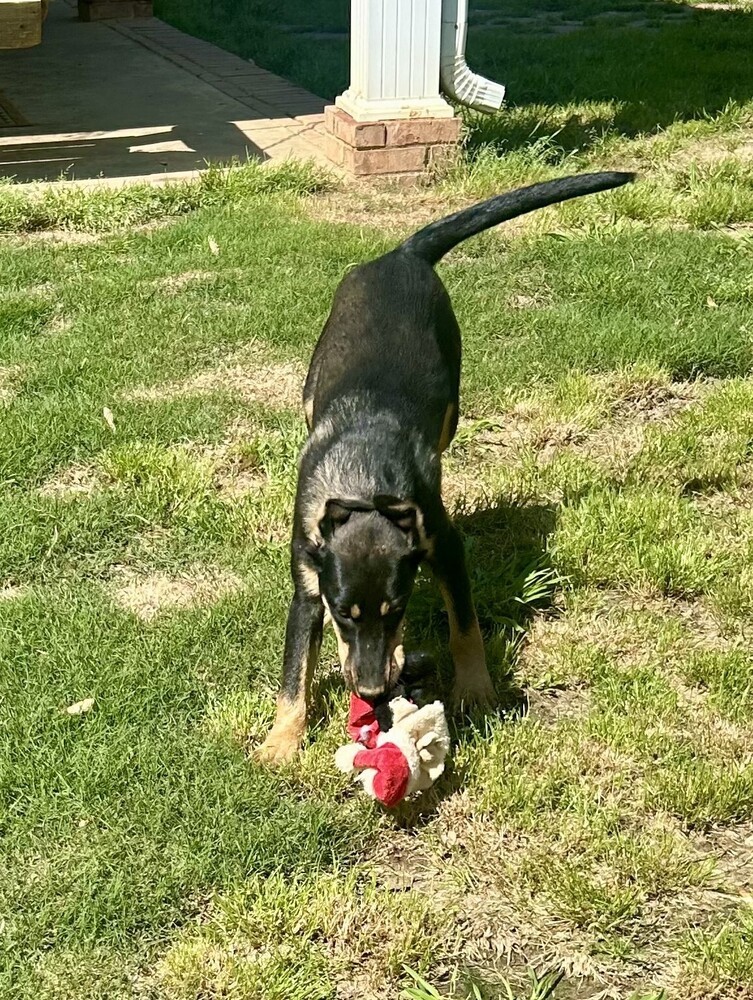 Sansa - S litter of 3