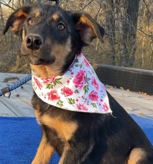 Sansa - S litter of 3