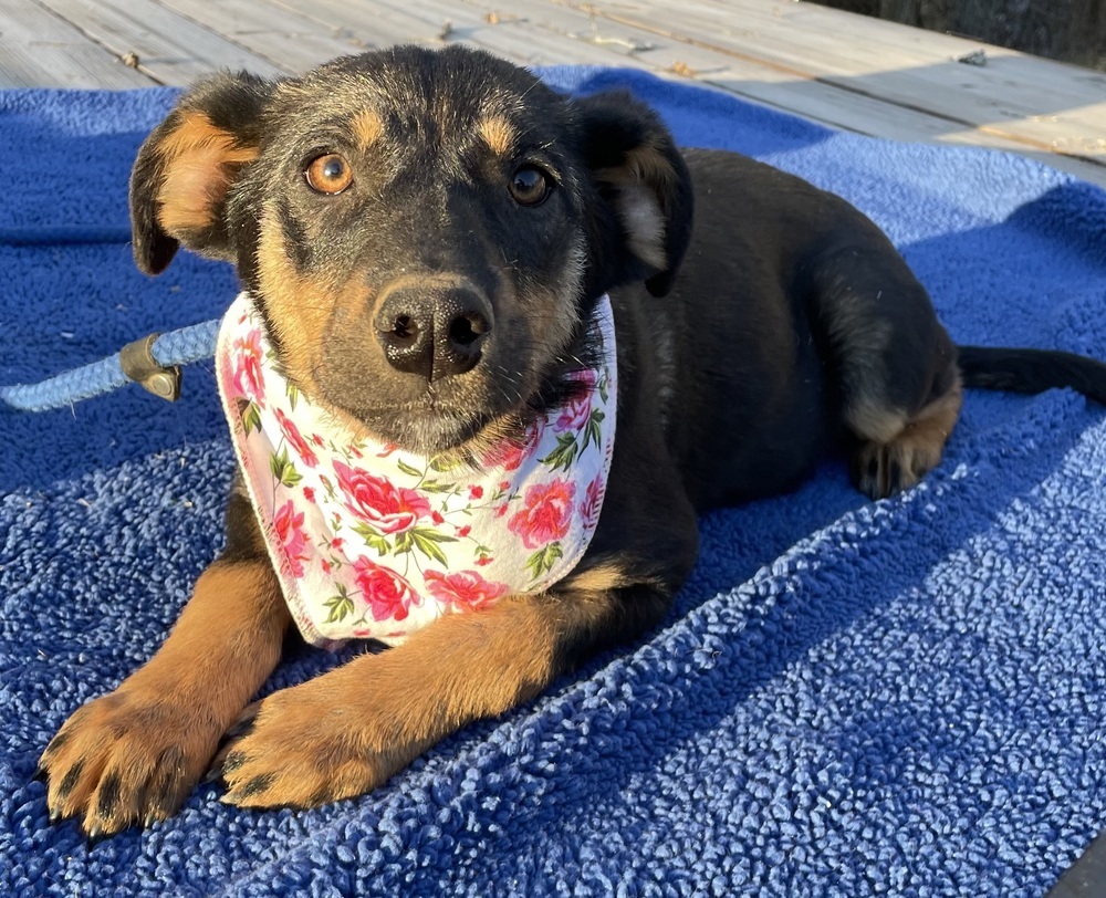 Sansa - S litter of 3