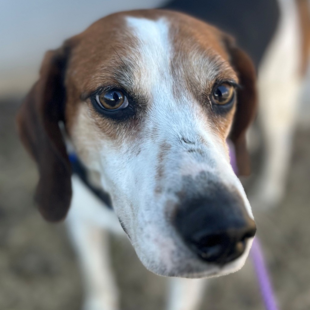 Nash
