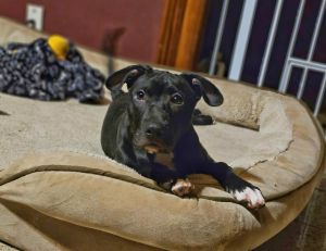 Saki, Young Female Pit Bull Terrier