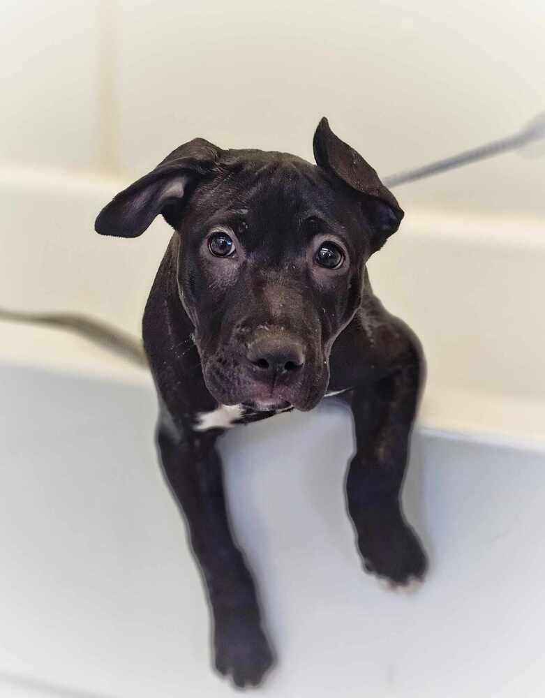 Saki, an adoptable Pit Bull Terrier, Mixed Breed in Saginaw, MI, 48603 | Photo Image 2