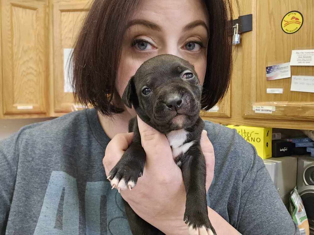 Saki, an adoptable Pit Bull Terrier, Mixed Breed in Saginaw, MI, 48603 | Photo Image 3