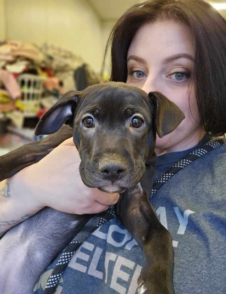 Saki, an adoptable Pit Bull Terrier, Mixed Breed in Saginaw, MI, 48603 | Photo Image 4