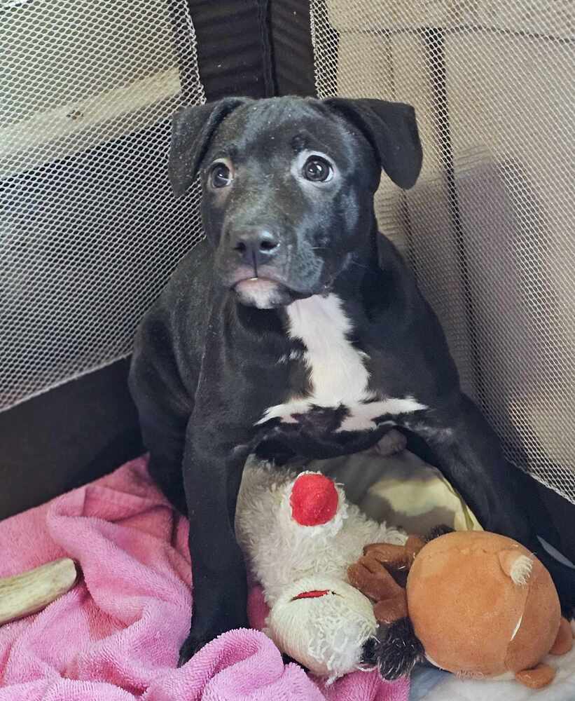 Saki, an adoptable Pit Bull Terrier, Mixed Breed in Saginaw, MI, 48603 | Photo Image 5
