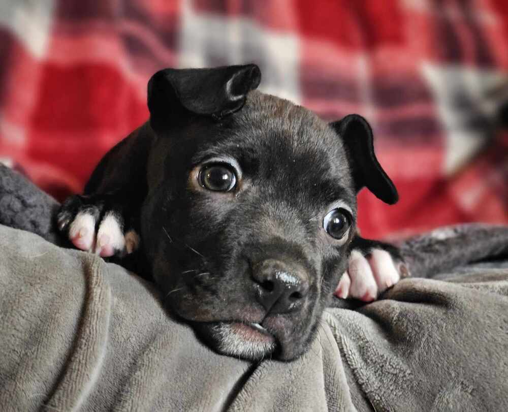 Saki, an adoptable Pit Bull Terrier, Mixed Breed in Saginaw, MI, 48603 | Photo Image 6