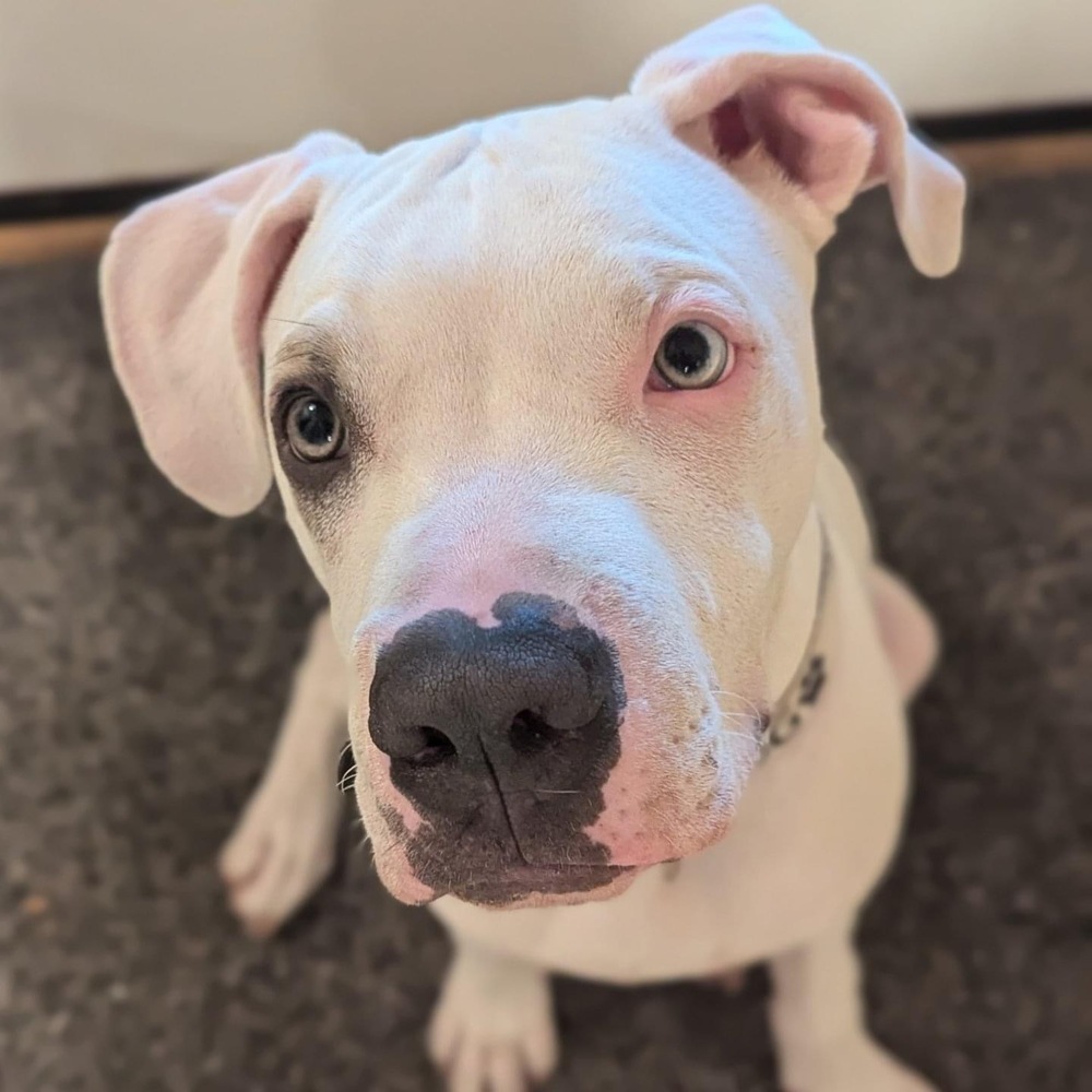 Roscoe