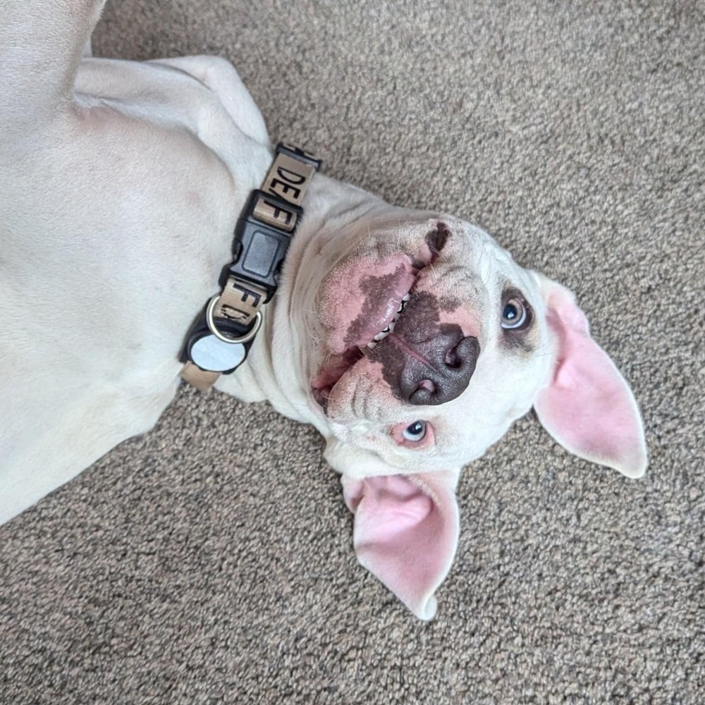 Roscoe