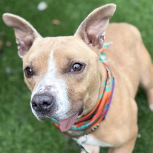 Tucker is a sweet 30-pound low rider whos guaranteed to make you smile With his extreme overbite a
