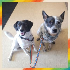 Lisa &amp; Teddy Bonded Pair, Adult Female Australian Cattle Dog / Blue Heeler