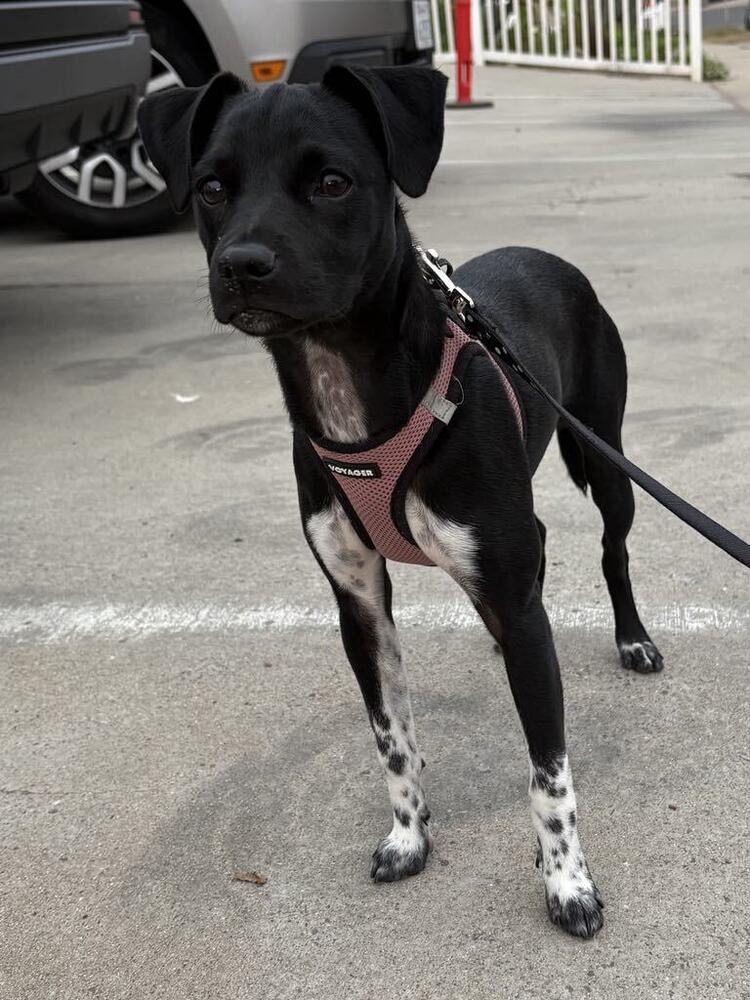Kiki, an adoptable Rat Terrier, Schnauzer in Escondido, CA, 92026 | Photo Image 1
