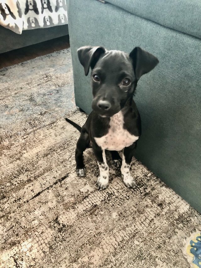 Kiki, an adoptable Rat Terrier, Schnauzer in Escondido, CA, 92026 | Photo Image 2