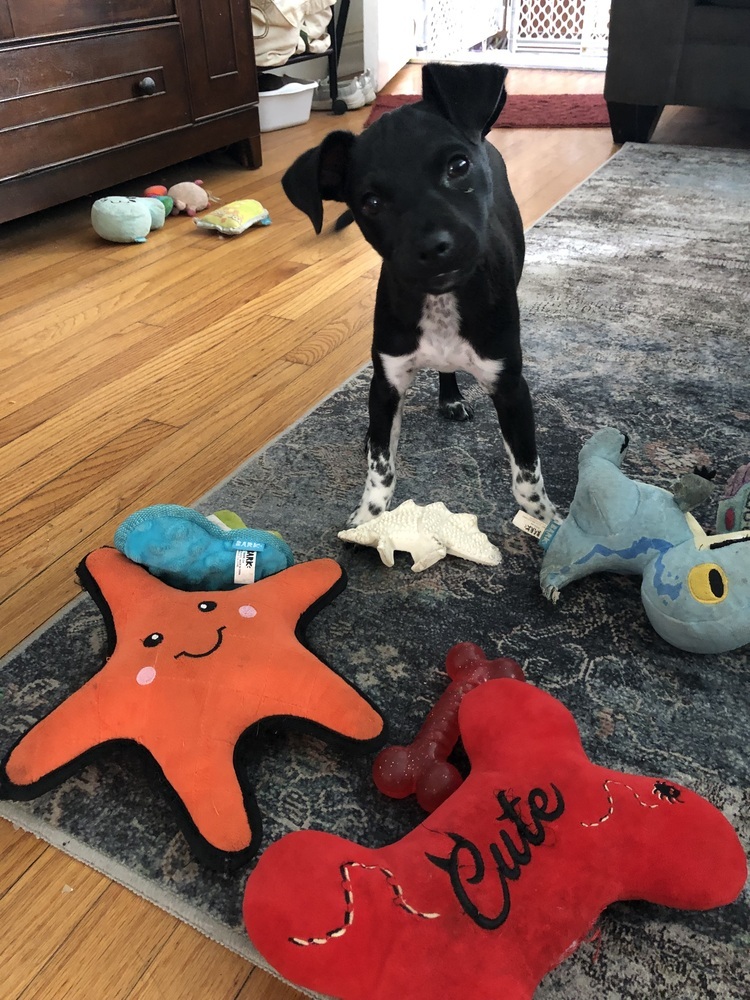 Kiki, an adoptable Rat Terrier, Schnauzer in Escondido, CA, 92026 | Photo Image 3