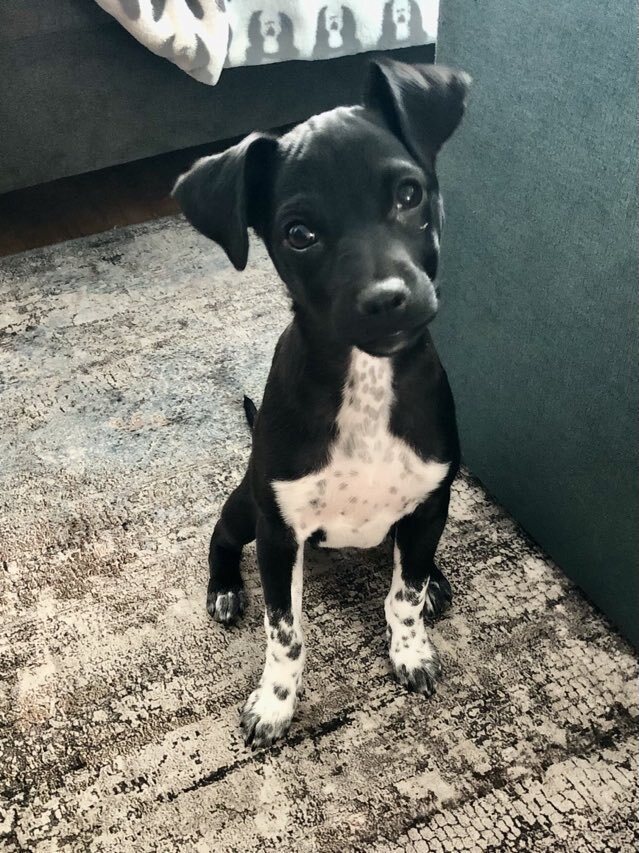 Kiki, an adoptable Rat Terrier, Schnauzer in Escondido, CA, 92026 | Photo Image 4