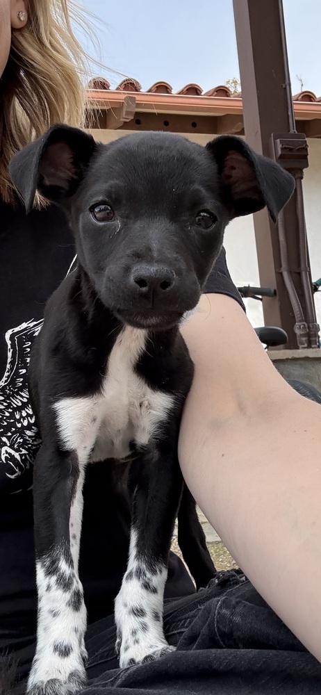 Kiki, an adoptable Rat Terrier, Schnauzer in Escondido, CA, 92026 | Photo Image 5