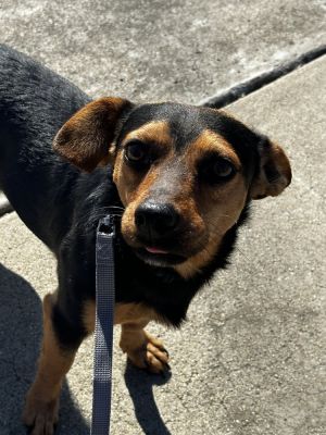 Jojo, Young Male Terrier