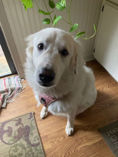 Katy Pyry, an adoptable Great Pyrenees in Bend, OR, 97702 | Photo Image 1