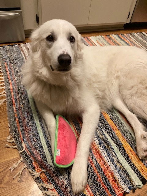 Katy Pyry, an adoptable Great Pyrenees in Bend, OR, 97702 | Photo Image 2