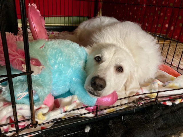 Katy Pyry, an adoptable Great Pyrenees in Bend, OR, 97702 | Photo Image 3
