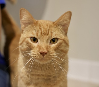 Tigger