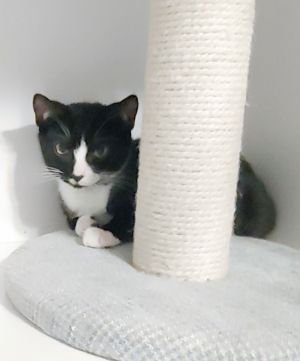 Toast, Young Male Domestic Short Hair