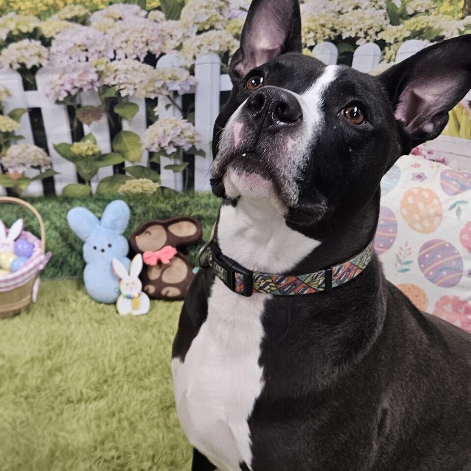 Marty McFly (Adoption Fee SPONSORED!)