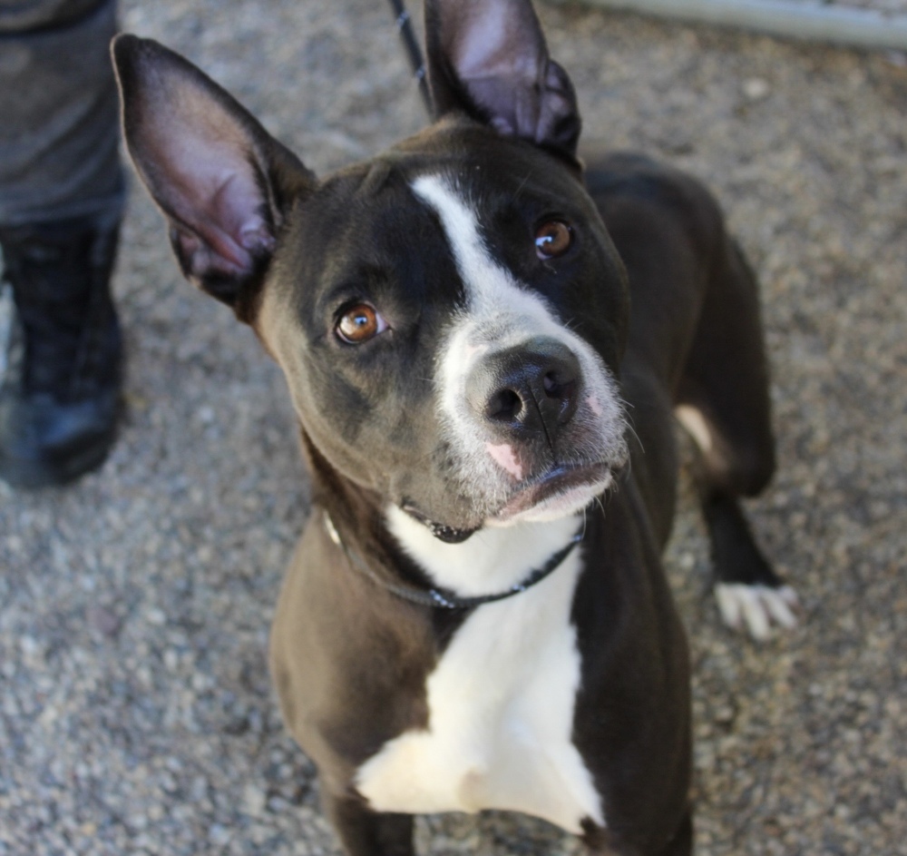 Marty McFly (Adoption Fee SPONSORED!)