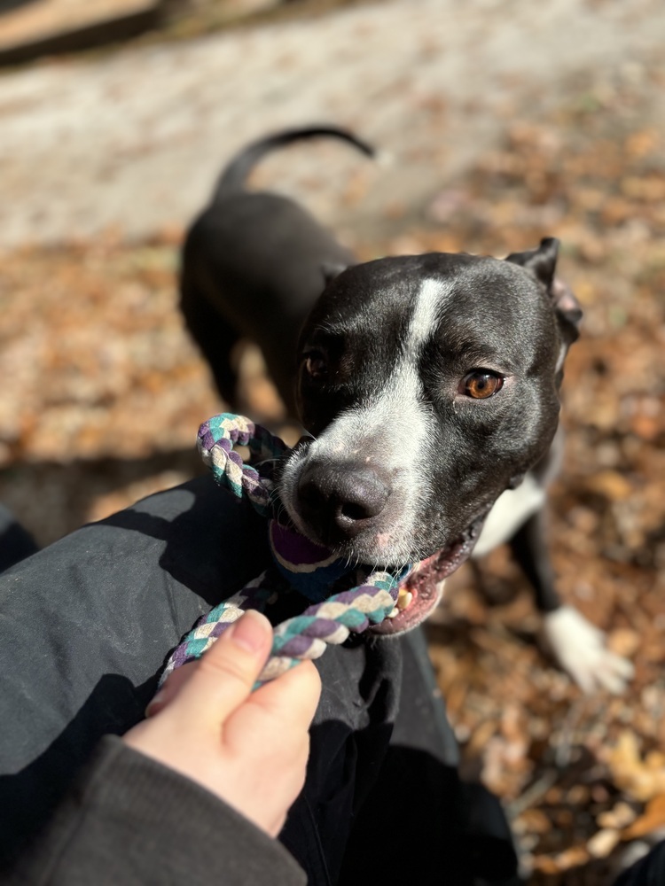 Marty McFly (Adoption Fee SPONSORED!)