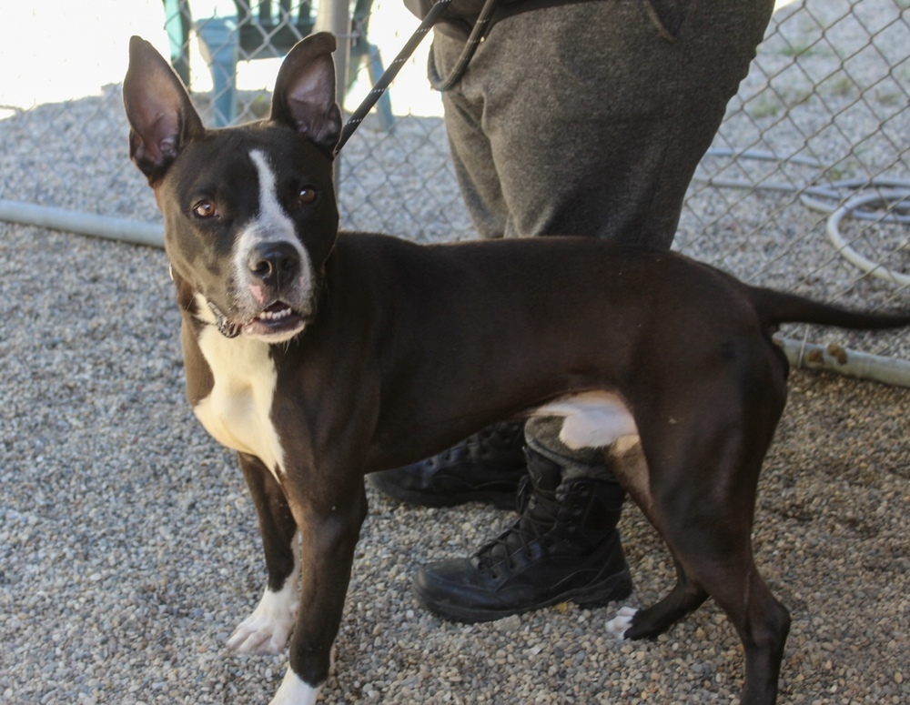Marty McFly (Adoption Fee SPONSORED!)