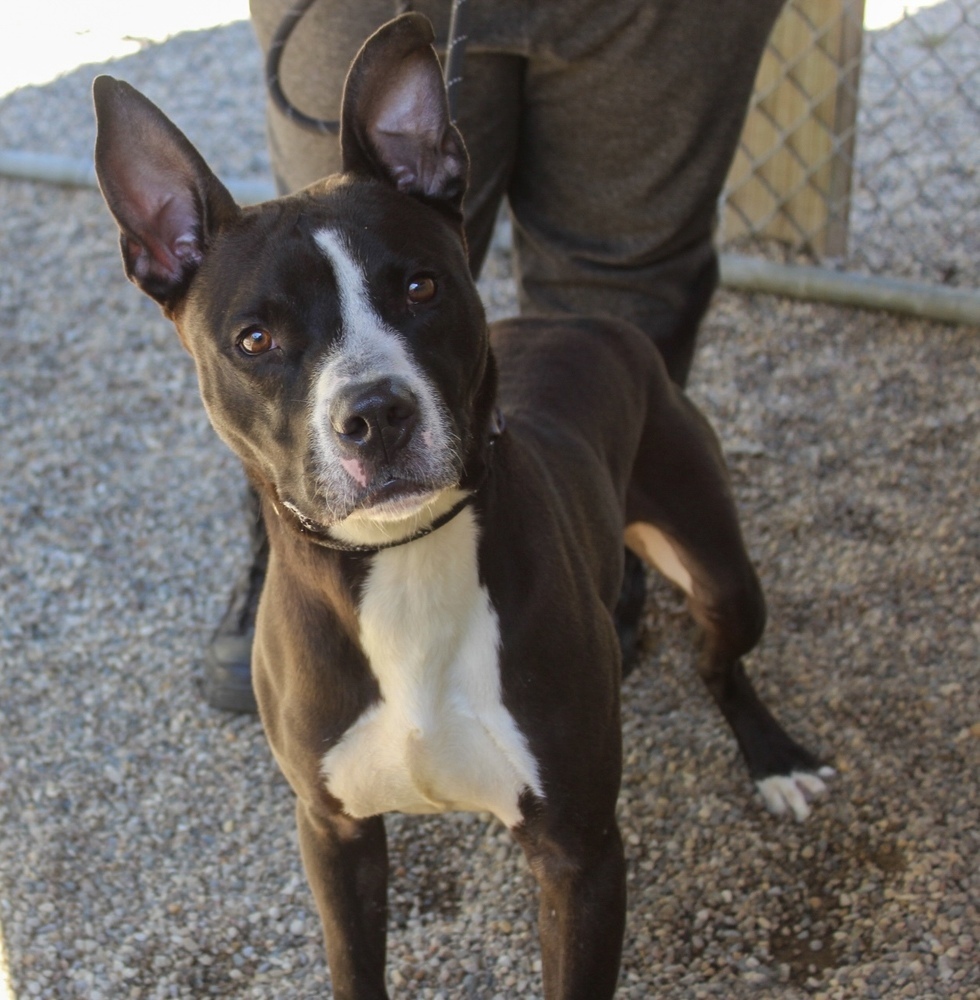 Marty McFly (Adoption Fee SPONSORED!)