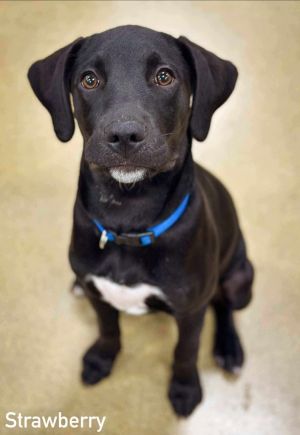 Strawberry, Baby Female Mixed Breed