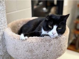 Willy, Adult Male Domestic Short Hair