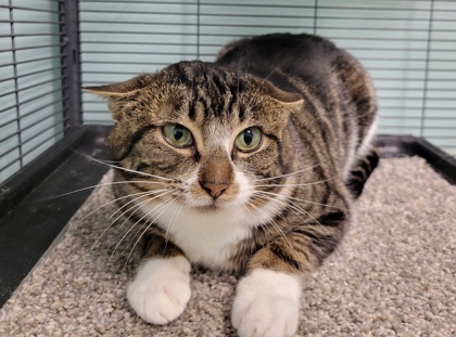 Cabbage 13, an adoptable Domestic Short Hair in Pendleton, OR, 97801 | Photo Image 1