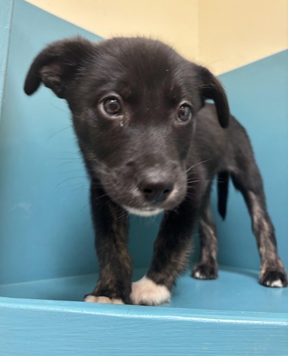 Alfalfa, an adoptable Mixed Breed in Pendleton, OR, 97801 | Photo Image 1