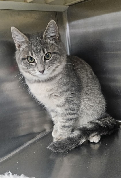Spruce, an adoptable Domestic Short Hair in Pendleton, OR, 97801 | Photo Image 1