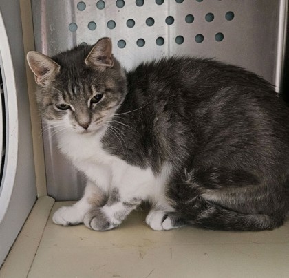 Blom 1, an adoptable Domestic Short Hair in Pendleton, OR, 97801 | Photo Image 1